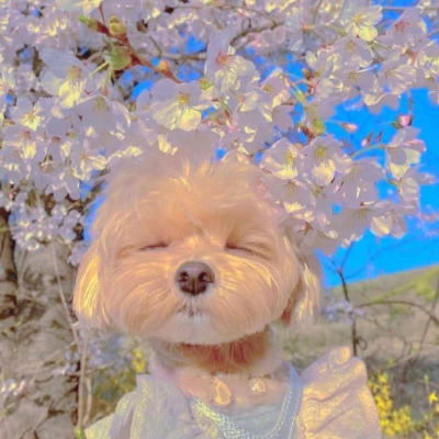 抬眼一望，银河仿佛哗的一声，向岛村的心头倾泻下来。