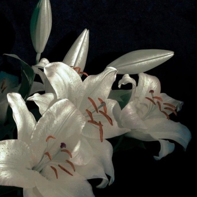 <p>百艺通，不如一艺精</p>