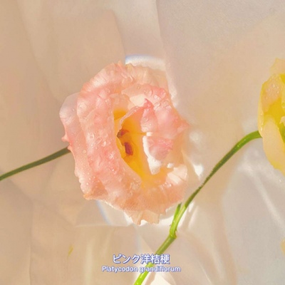<p>简单一句话，我们是伙伴。</p>