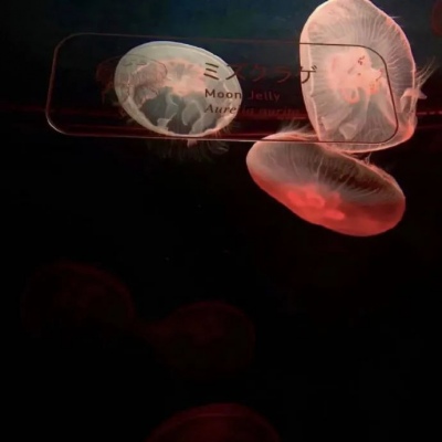 <p>日日称重日日重，年年减肥年年肥。</p>