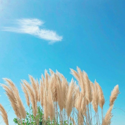 <p>有一个捉迷藏社团，他们团长现在还没找到。——网络</p>