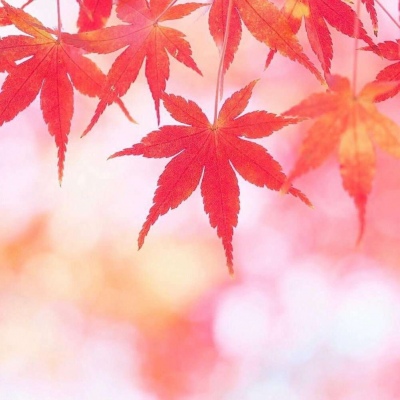 

肺炎带走春节，坠机带走青春。