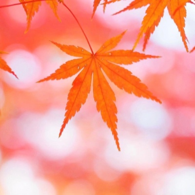 

<p>我终究还是等不来你明目张胆的偏爱了.</p>