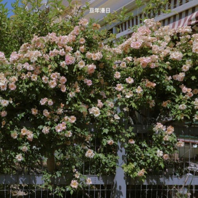 <p>你主动出鸡，我们才会有结果</p>