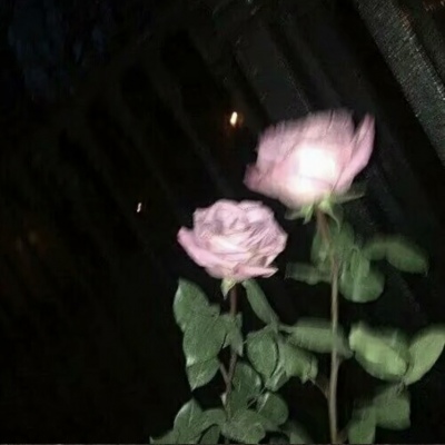 <p>就算生于荒漠，也要开出花朵。</p>