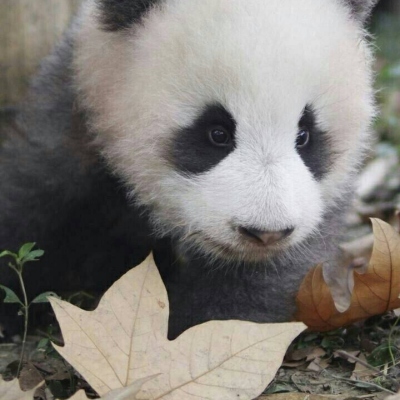 <p>很容易就被小小的事而影响，对曲折的人生一无所知仍然还选择活着，这就是人类啊。</p>