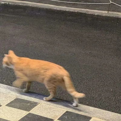 今人不见古时月，今月曾经照古人。