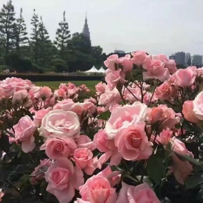 我本来不想使出这一招的