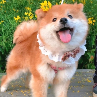 <p>大家都是带着各自的过去，生活在各自的现在，并且打算着各自的未来。</p> - 卡通头像 - 12