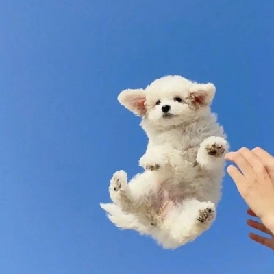 <p>这是傻瓜的血脉使然啊。</p> - 卡通头像 - 12