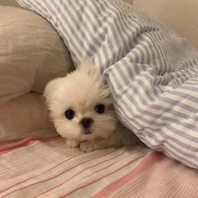 <p>无论是小孩还是大人，感情的痛苦都是难以忍受的。</p>