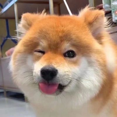 
<p>我现在终于懂狗的心态了，我现在也很想出去溜溜。</p>