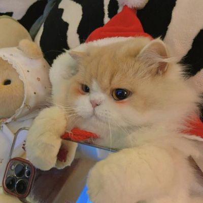 <p>以前我有点好事就满世界说道现在觉得告诉你就够了你是我的全世界</p> - 卡通头像 - 12