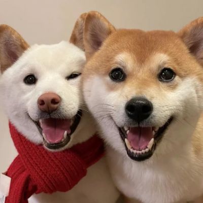 得到了再失去，总是比从来就没有得到更伤人。