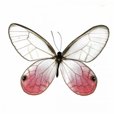 <p>把手拿开，想传染笨蛋菌给我吗，笨蛋……</p>