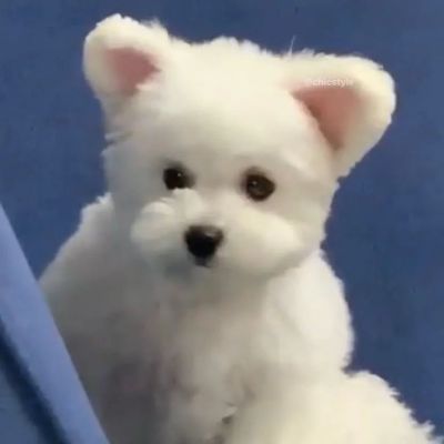 <p>堕入黑暗裏的可怜影子啊，停止伤害他人的行为吧，犯下罪行的灵魂⋯⋯想死一次么？</p>