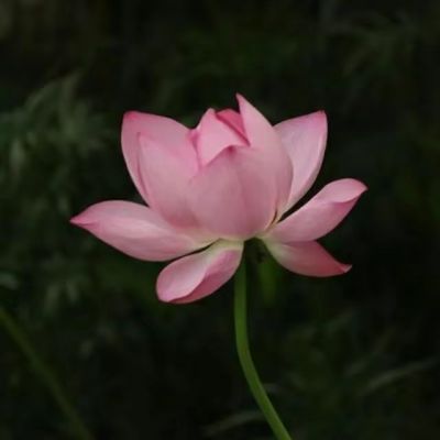 <p>不是因为看到了希望才坚持，而是因为坚持了，才知道没希望。</p>