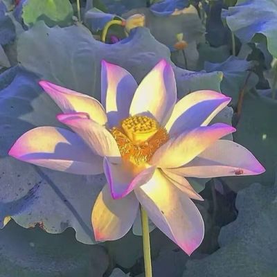 银河系猎户座旋臂有两颗文明的流星划过，宇宙记住了他们的光芒。