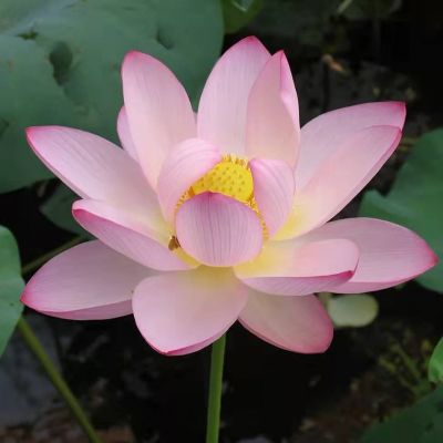 

每次看这些励志的句子，都能激起我，五分钟的学习斗志。