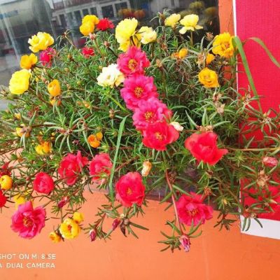 <p>就像木炭本是木头变来的，虽然变了样子，不过一想起以前是木头是就会燃烧起来哦。</p>