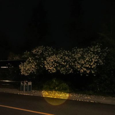 <p>我在人生的道路上迷失了。</p>