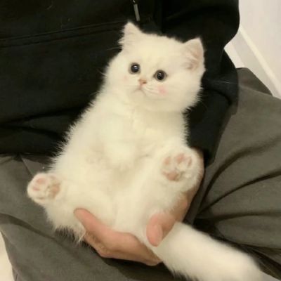 
<p>桑丘，让他们管我叫疯子吧，我还疯得不够，所以得不到他们的赞许。</p>