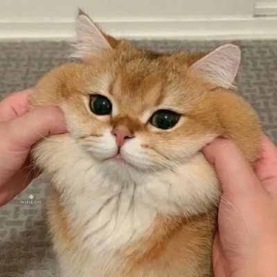 <p>孤独的人其实非常擅于思考。</p> - 卡通头像 - 12