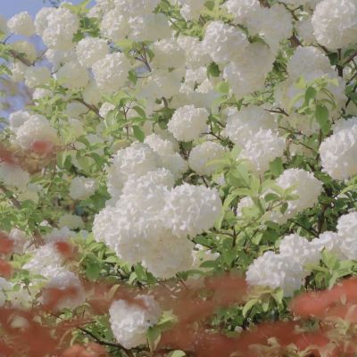 生生不息，繁荣昌盛。
