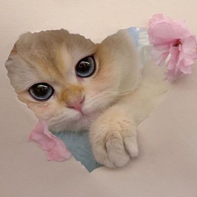 ぼんぼる.