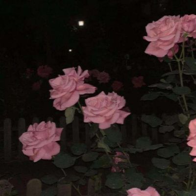 <p>看了年度账单，才知道自己居然，这么有钱。</p>