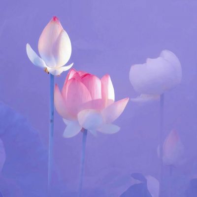 
<p>日久生不生情我不知道，日久生厌倒是真的。</p>