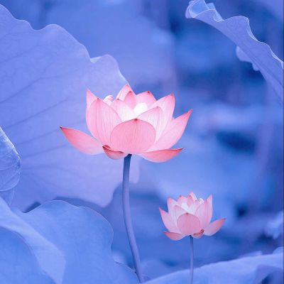 <p>如果你的对象开始拼命减肥，他不是为了你，而是为了换掉你。</p>