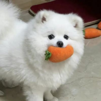 <p>压着你才是最长情的告白</p>