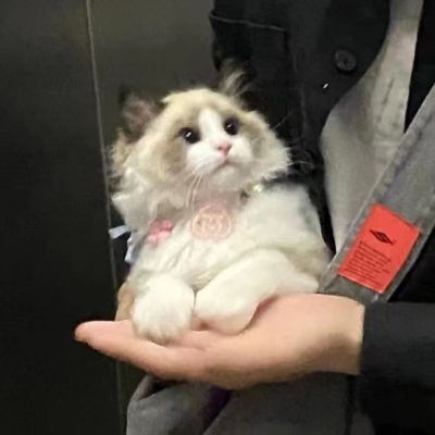 理性的人追求的并非快乐，而只是避免痛苦。