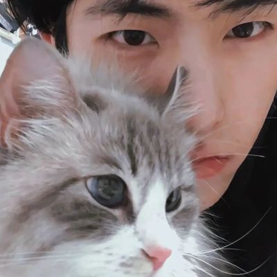 <p>一只猪被孤立，于是它变成了朱古力。</p>